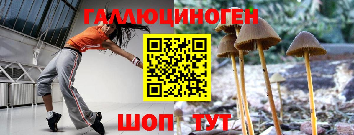 Наро-Фоминск  Псилоцибиновые грибы Cubensis  закладки  Вход с VPN 